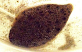 Brachirus Villosus M Schol Villosus